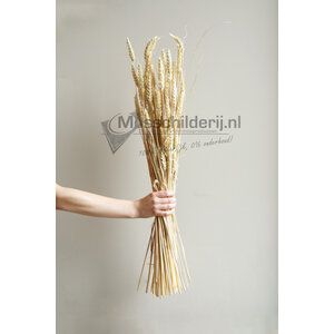 Dried Wheat