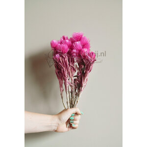 Fuchsia dried flowers