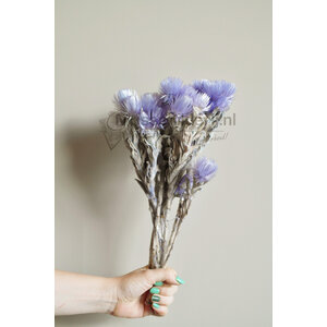 Dry flowers lilac