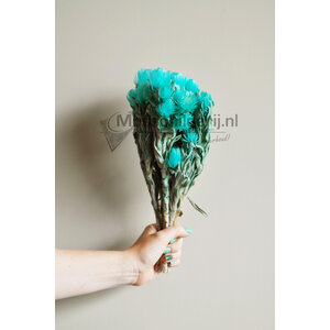 Droogbloemen turquoise