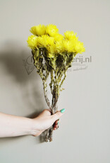 Droogbloemen yellow