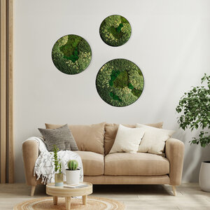 Moss circle set Senex