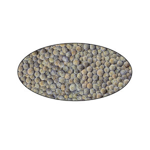 Echinops oval, including steel edge