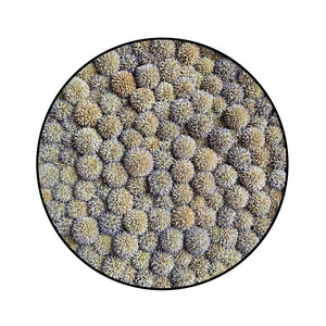 Echinops cirkel incl. stalen rand
