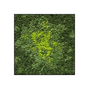 Moss square Splash