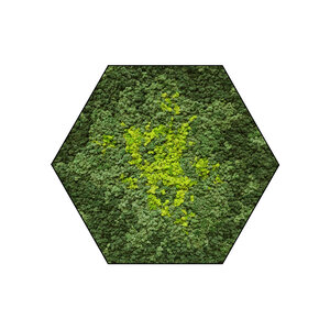 Mosshexagon Splash