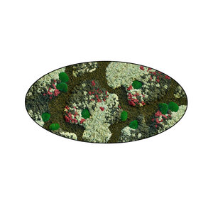 Moss oval Colius