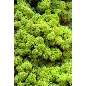 Moss sample reindeer moss Apricis