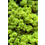 Moss sample reindeer moss Apricis