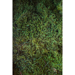 Moss sample flat moss Light