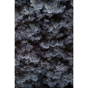 Mos sample rendiermos Nigrum