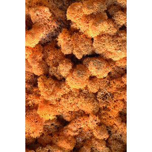 Moss sample reindeer moss Mandrel