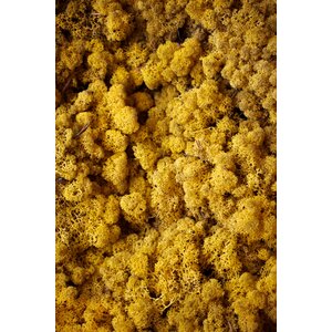 Mos sample rendiermos Solis