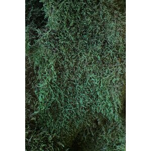 Moss sample flat moss Dark