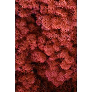 Moss sample reindeer moss Passionis