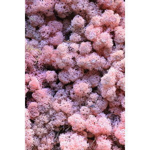 Moss sample reindeer moss Rozea
