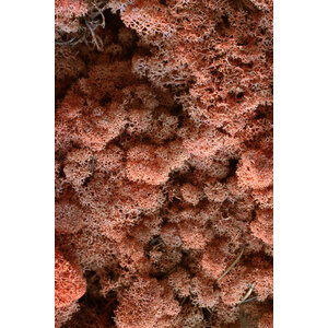 Moss sample reindeer moss Persici