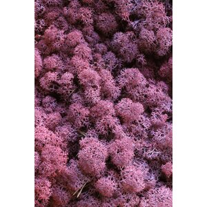 Moss sample reindeer moss Bordeaux