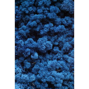 Moss sample reindeer moss Hyacintho