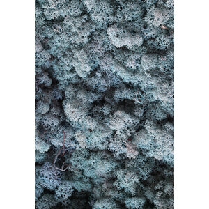 Moss sample reindeer moss Glaciem