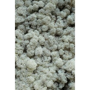 Moss sample reindeer moss Naturalis