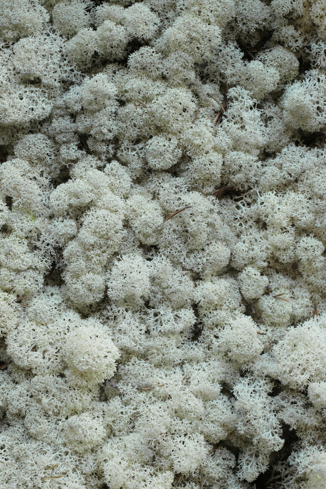 Moss sample reindeer moss Naturalis