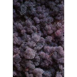 Moss sample reindeer moss Casia