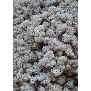 Moss sample reindeer moss Mousey