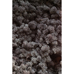 Moss sample reindeer moss Bruineis