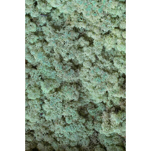Moss sample reindeer moss Mentha