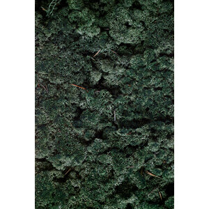Moss sample reindeer moss Pine