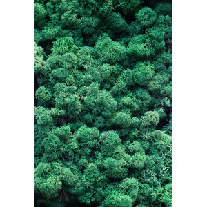 Moss sample reindeer moss Pacem