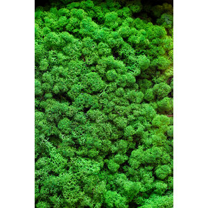 Moss sample reindeer moss Pacem light