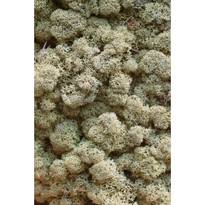 Moss sample reindeer moss Vetus