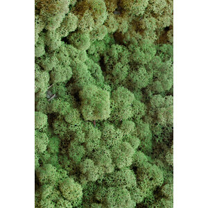 Moss sample reindeer moss Dimidium