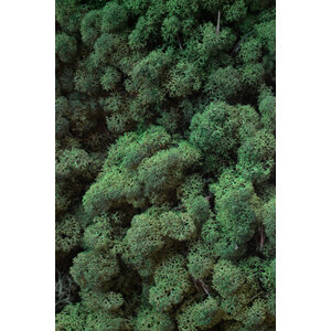 Moss sample reindeer moss Forest