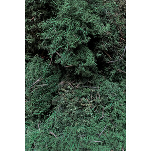 Moss sample reindeer moss Forest Mix