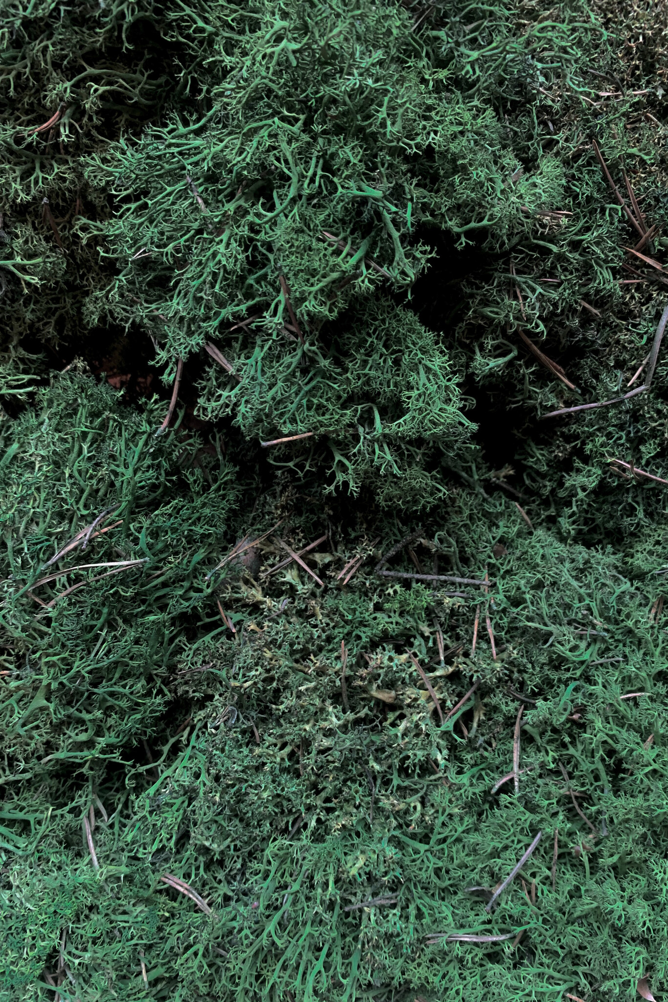 Moss sample reindeer moss Forest Mix