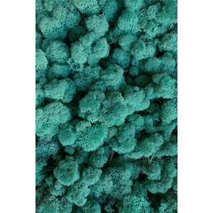 Mos sample rendiermos Ocean