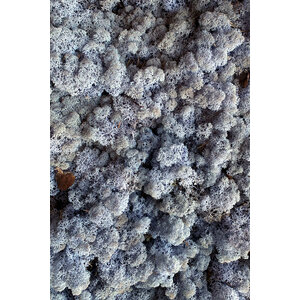 Moss sample reindeer moss Lavendula