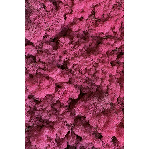 Moss sample reindeer moss Dolce