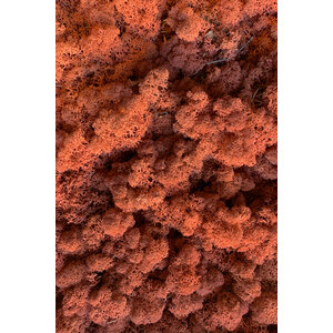 Mos sample rendiermos Currant