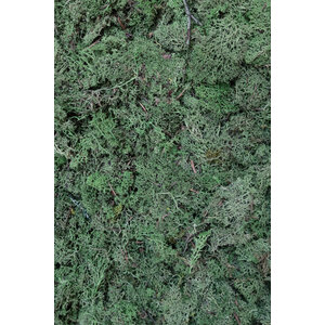 Moss sample ECO moss Forest