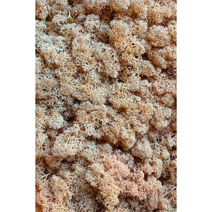 Moss sample reindeer moss Danae