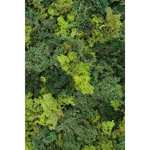 Moss sample ECO moss Mix