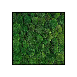 Moss square 100% Bulbs including frame