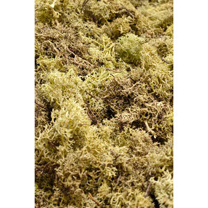 Moss sample ECO moss Vetus