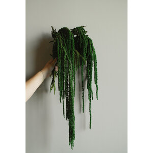 Amaranthus leaves prepared
