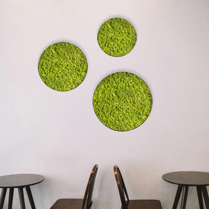 Moscirkel set Apricis