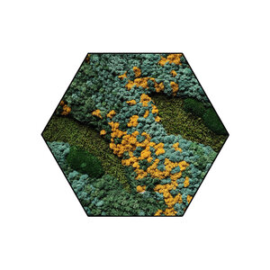 Mosshexagon Cascata
